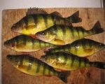 great_lakes_perch